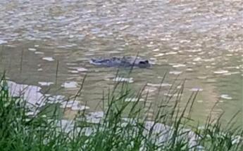 Le mystère du « crocodile de Bristol » refait surface en photo