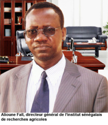 Reconstitution du capital semencier : le DG de l’ISRA optimiste