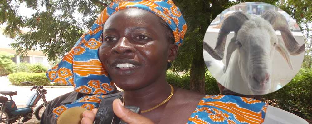 NDEYE KHADY FALL : « L’approvisionnement du marché en moutons de Tabaski ne pourra pas souffrir des conséquences d’Ebola »