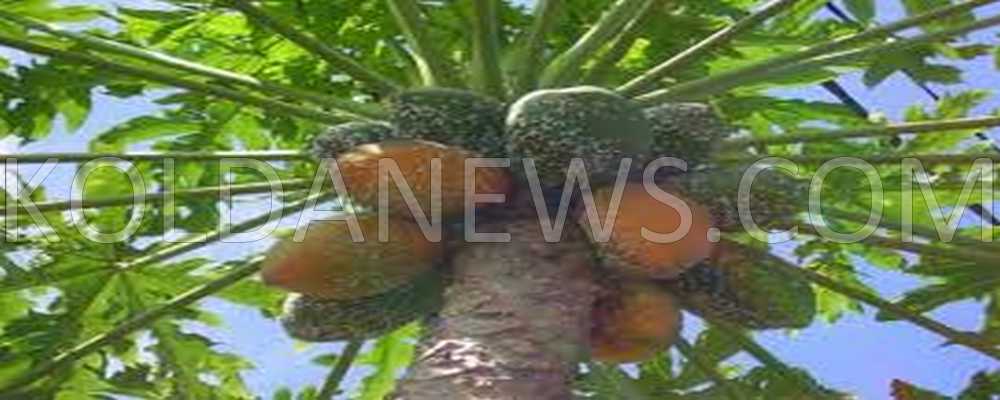 Culture de la papaye à Kolda : La cochenille du papayer fait des ravages
