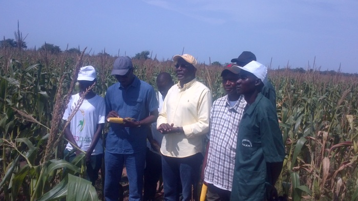 La SEDIMA achète les douze mille tonnes de production de maïs de Séfa (Sedhiou)