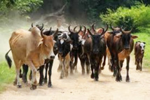 Protection sociale et à la solidarité nationale : des boeufs et du riz offerts aux mosquées pour la Tamkharit