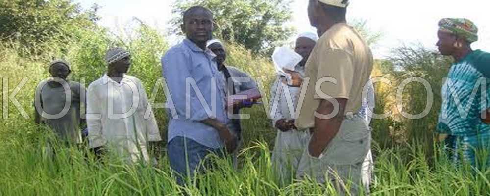 Bassin de l’Anambé : faute d’eau, 26 ha de riz risquent de s’assécher