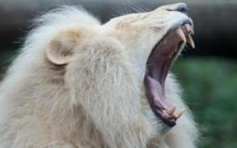 Un visiteur du zoo de Barcelone blessé par des lions