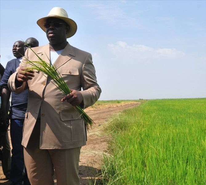 Souveraineté alimentaire, Macky Sall injecte 165 milliards FCFA pour l’autosuffisance en riz