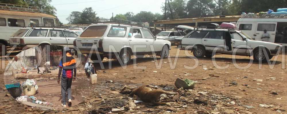KOLDA : Un chien errant mort à la gare routière pollue les relations entre les transporteurs et la mairie