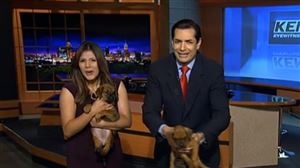 [vidéo] Un chiot fait pipi sur l’animateur en plein direct!