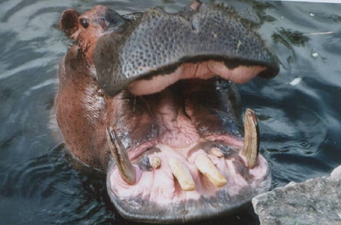 Bakel : un hippopotame piétine à mort le pêcheur Amadou Sarr