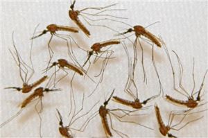 Malaria-Nouvelle thérapie à base d’artémisinine : la plante chinoise donne des résultats spectaculaires en Ethiopie