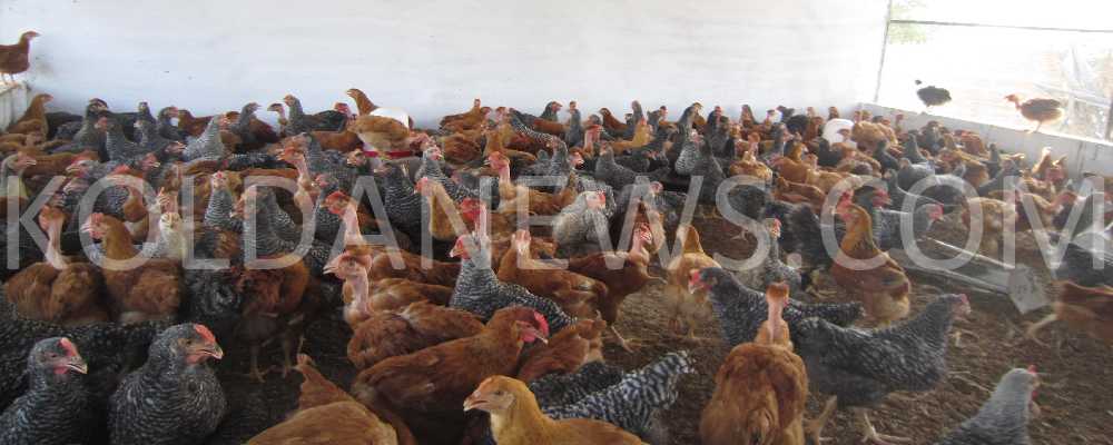 La Fondation / Association Guné Kolda entame la phase deux de distribution de coqs raceurs