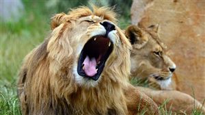 Une touriste américaine tuée par un lion en Afrique du Sud