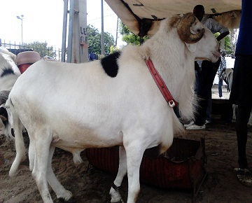 Elevage : Le privé se fédère « pour atteindre l’autosuffisance alimentaire en lait, en viande »