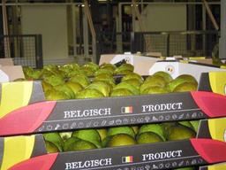 L’Embargo russe a fait mouche en Belgique surtout les exportations de pommes et de poires