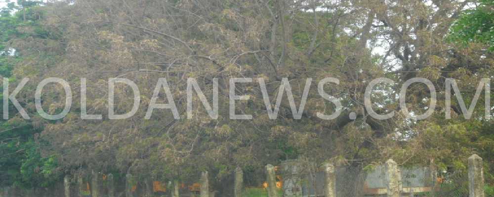 L’usine coton de la SODEFITEX de Vélingara : une menace pour l’environnement et les populations riveraines