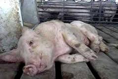 KOLDA : Deux jeunes arrêtés pour vol et abattage clandestin de porcs