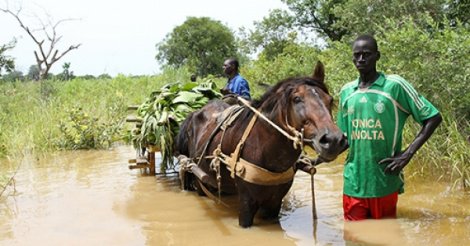 Tamba : des ha de rizières et de plantations de banane saccagés par la montée des eaux du fleuve Gambie