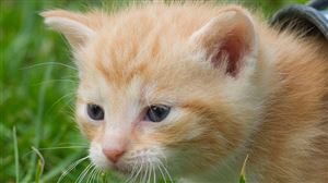 Jaloux, il met le feu au chat de sa compagne et le jette du haut du 7e étage