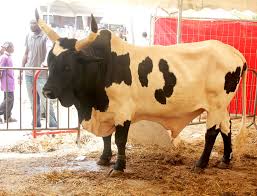 KOLDA : Vers une insémination artificielle de proximité grâce au PDESOC