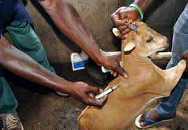 CAMPAGNE DE PROPHYLAXIE DU BÉTAIL : Kolda se fixe un objectif de 80%