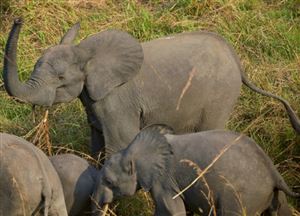 RDC: Opte une guerre pour la survie des éléphants dans la Garamba…