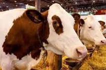 Sia 2016 de Paris : Le Sénégal prépare sa participation