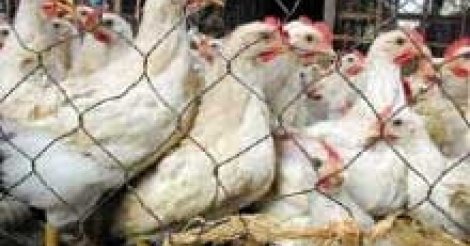 Sénégal: Son résultat positif dans le secteur de l’aviculture!