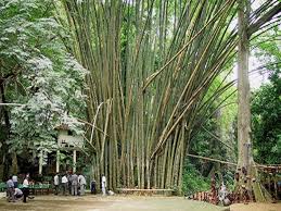 Pirada (Guinée Bissau) : trois sénégalais arrêtés pour avoir coupé du bambou