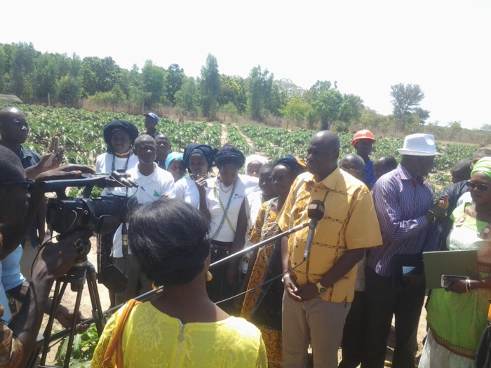 Papaye agro-industrielle : 05 Tonnes d’engrais alloués aux producteurs de Ziguinchor