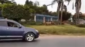 Un lion échappé du parc national de Nairobi blesse un homme dans la capitale kényane