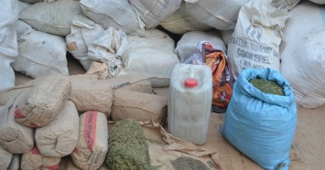 Bignona: L’armée détruit des champs de chanvre et tue plusieurs rebelles