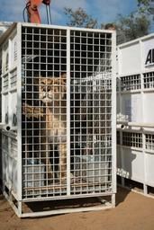 Les 33 lions sauvés de cirques sud-américains relâchés dans une réserve en Afrique du Sud