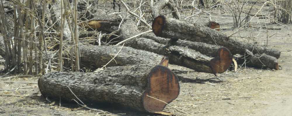 AUGUSTIN TINE SUR LA COUPE DE BOIS : « Ce que nous avons vu est inadmissible »