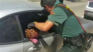 [vidéo] Espagne: Enfermé dans une voiture au soleil, un chien est secouru par un policier