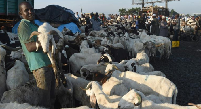 Aminata Mbengue Ndiaye assure qu’il y aura assez de moutons pour la Tabaski 2017