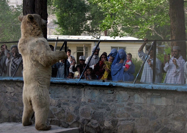 Le zoo de Kaboul, un des rares lieux de détente dans un pays asphyxié par un conflit sans fin
