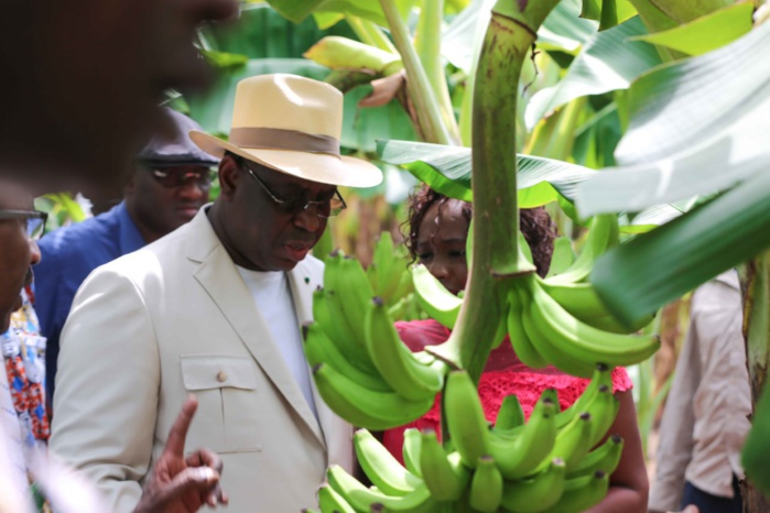 Autosuffisance en banane : Macky Sall alloue 2,5 milliards aux producteurs