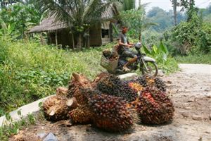 Huile de palme: des multinationales profitent du travail d’enfants (Amnesty)