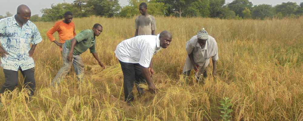 PNAR à Kolda : Le village de Soukou entre en force dans la « NERICAlisation » grâce à M Sylla.