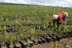 Afrique: la femme est l’avenir de l’agriculture