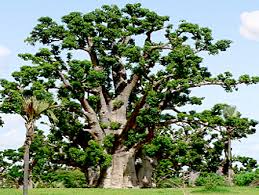 Le FNRAA œuvre pour le raccourcissement du cycle de production du baobab de 20 à 5 ans