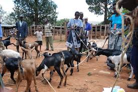 LUTTE CONTRE L’INSECURITE ALIMENTAIRE : AIGLE au cœur du combat au Fouladou-Pakao