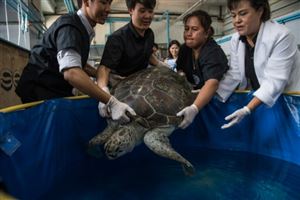 Thaïlande: la tortue aux 915 pièces de monnaie réapprend à nager