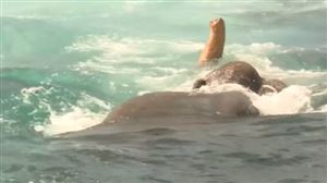 Sri Lanka : un éléphant emporté par le courant sauvé en pleine mer par miracle