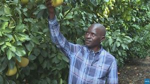 Chassés il y a 100 ans par la minorité blanche d’Afrique du Sud, ils sont de retour chez eux