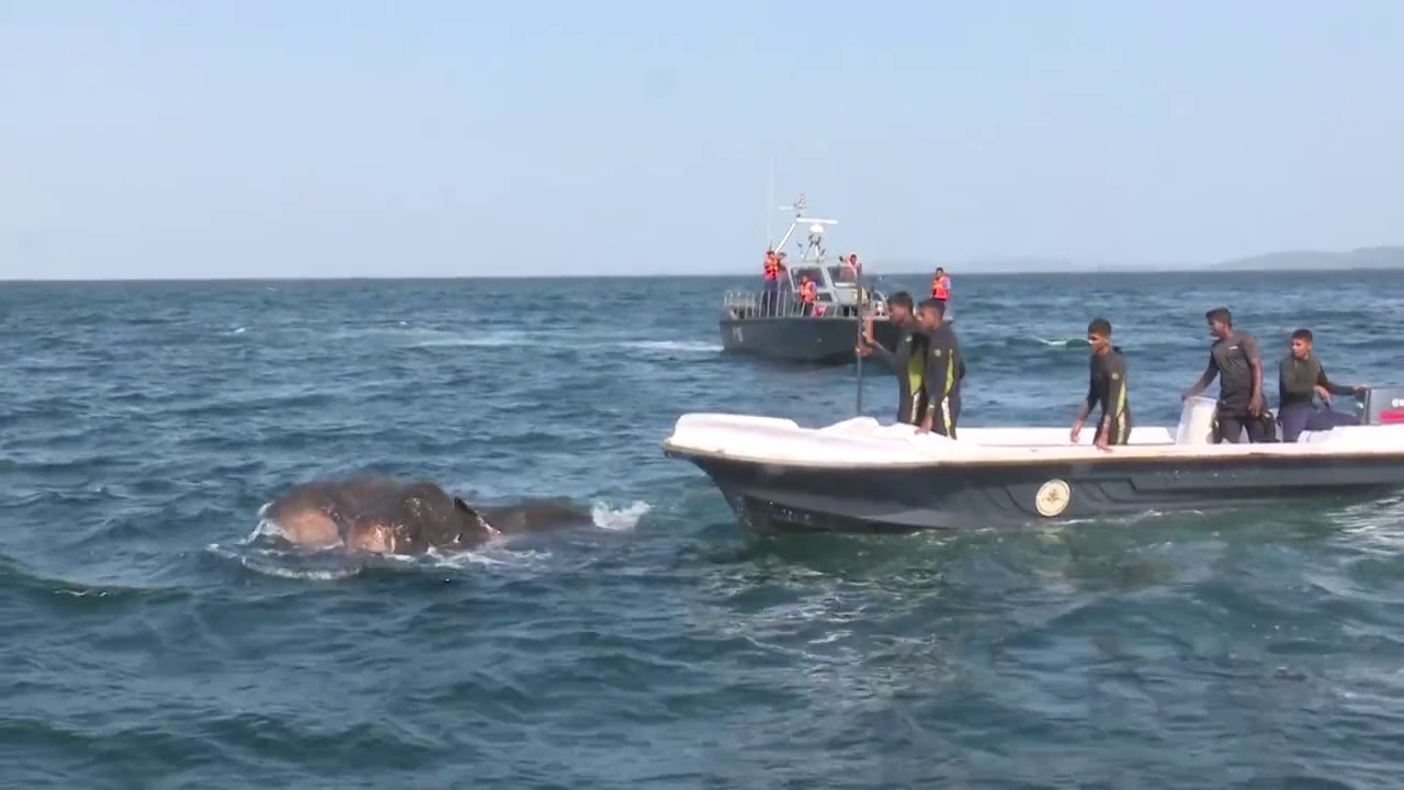 Sri Lanka : Deux éléphants sauvés de la noyade en pleine mer?