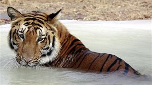 En Inde, ces deux espèces menacées (éléphants et tigres) tuent une personne chaque jour