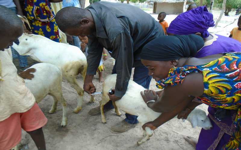 [DOSSIER] – Guné, au cœur du combat contre l’insécurité alimentaire et la malnutrition au Fouladou !