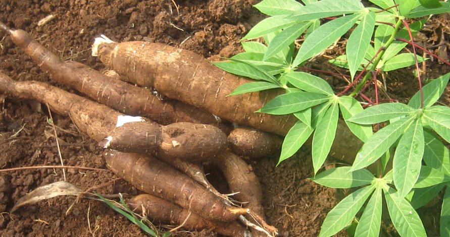 Les agriculteurs sénégalais satisfaits du Sika, Banki et Broni, ces nouvelles variétés de manioc venues du Ghana