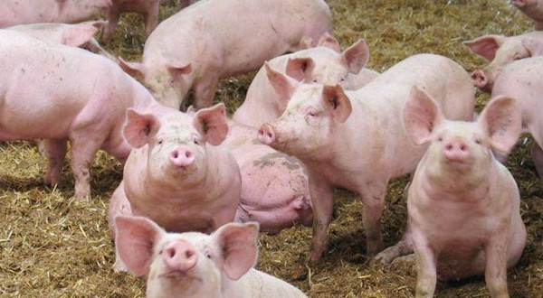Peste porcine à Kolda : l’Inspecteur de l’élevage infirme…