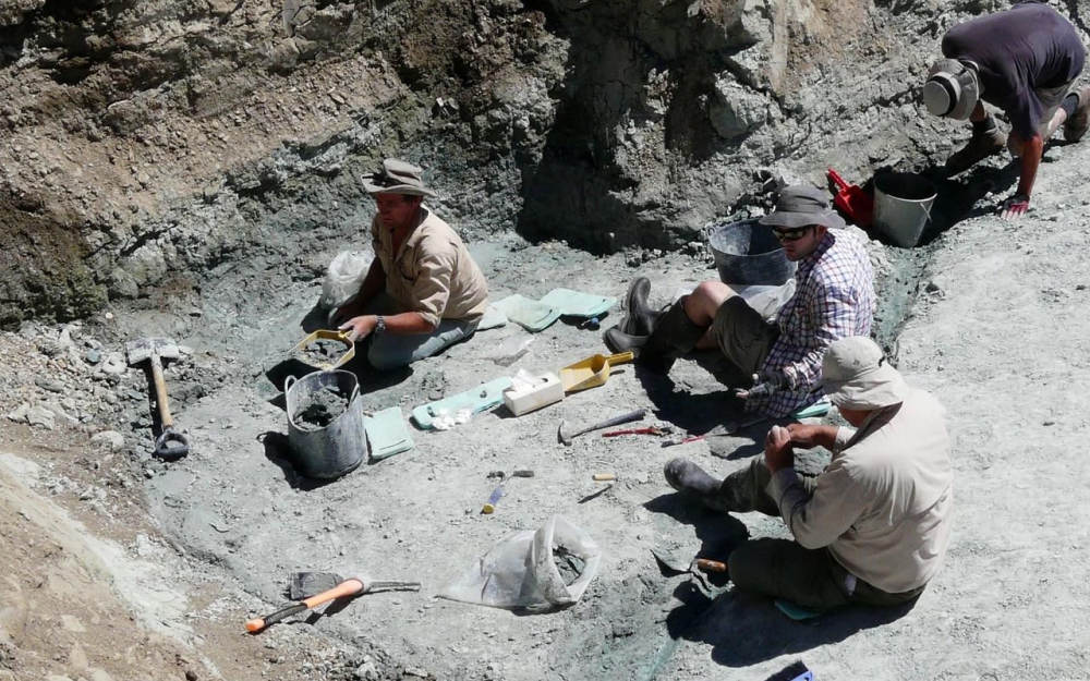 Nouvelle-Zélande : Découverte d’un fossile de chauve-souris GÉANTE